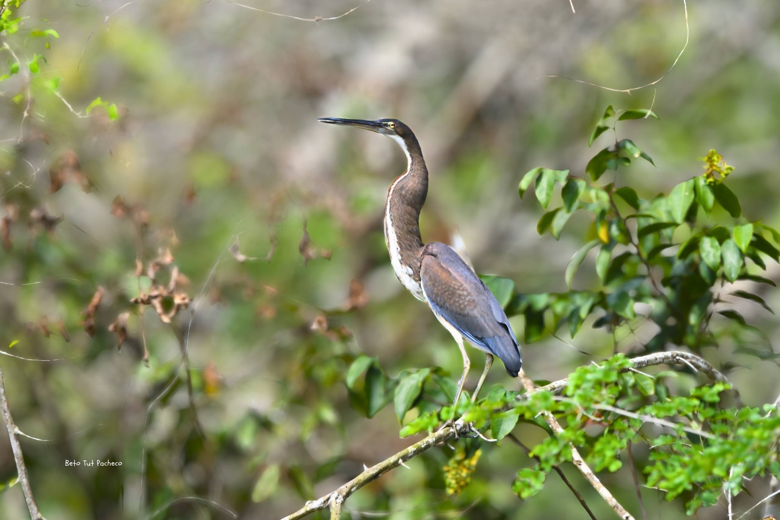 Monitoreo de aves  revela nuevos registros de garza Agami Juveniles